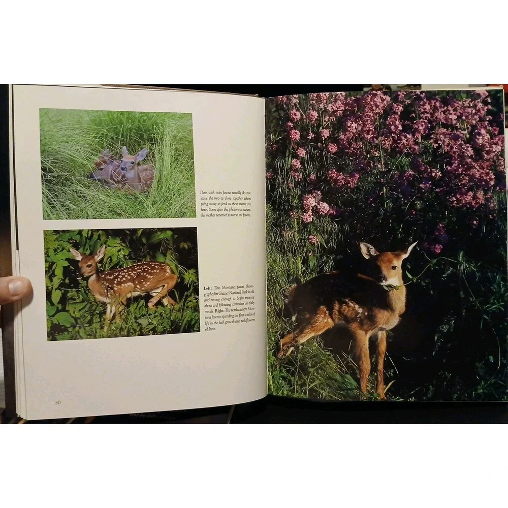 Bauer, Erwin A. Whitetails Behavior Ecology Conservation. 1993 Illustrated #B41